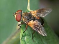 Ectophasia crassipennis
