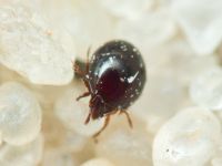 Arachnida