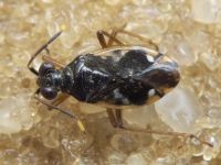 Chartoscirta elegantula