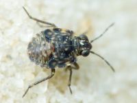 Saldidae