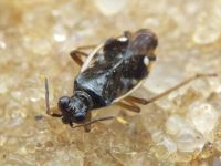 Chartoscirta elegantula