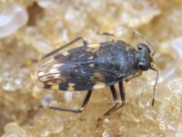 Saldula melanoscela