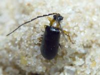 Luperus flavipes