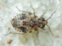 Saldidae