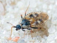 Heteroptera