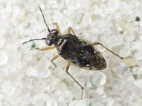 Chartoscirta cincta