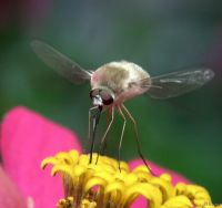 Bombylius minor