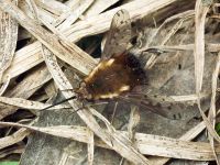 Bombylius discolor