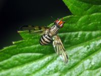 Otites formosa