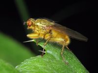 Scathophaga stercoraria