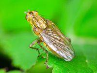 Scathophaga stercoraria