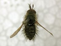 Conophorus virescens