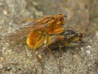 Scathophaga stercoraria