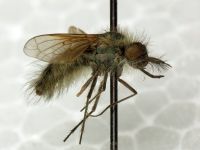 Conophorus virescens