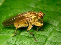 Scathophaga stercoraria