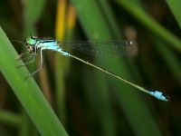 Ischnura elegans