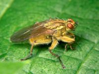 Scathophaga stercoraria