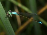 Ischnura elegans