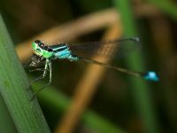Ischnura elegans