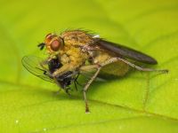 Scathophaga stercoraria