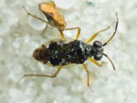 Chartoscirta elegantula