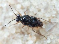 Saldidae