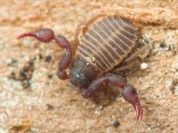 Pseudoscorpiones