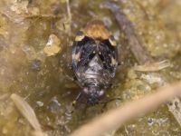Saldula melanoscela
