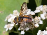 Ectophasia crassipennis