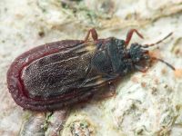 Aneurus (Aneurodes) avenius