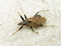 Himacerus mirmicoides