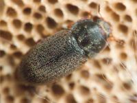 Ciidae