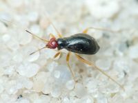 Orthonotus rufifrons