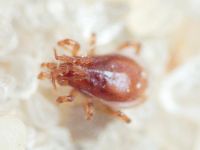 Arachnida