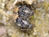 Saldula melanoscela