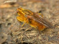 Scathophaga stercoraria