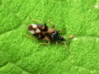 Anthocoris nemorum