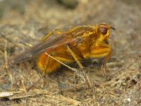 Scathophaga stercoraria