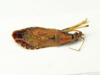 Himacerus mirmicoides