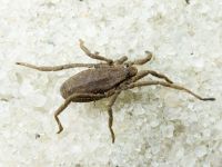 Opiliones