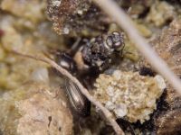 Saldula melanoscela