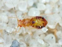 Heteroptera