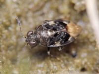 Saldula melanoscela