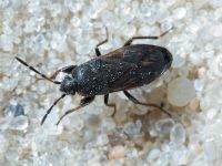 Heteroptera