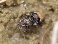 Saldula melanoscela