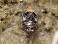 Saldula melanoscela