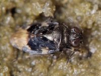Saldula melanoscela