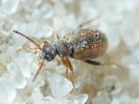 Insecta