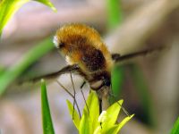Bombylius major