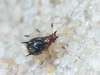 Aphididae